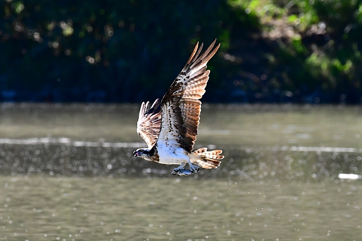 Nikon 600mm F4E手持5公斤拍攝的開箱文(特別北上新店灣潭拍魚鷹)