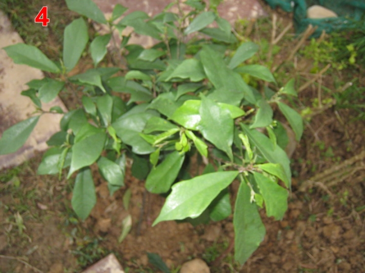 請問這5種植物名稱，謝謝！