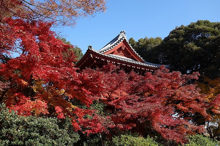 【本土寺】千葉縣知名紅葉景點
