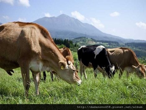 南九州親子遊:高千穗牧場,霧島神宮很準愛情籤