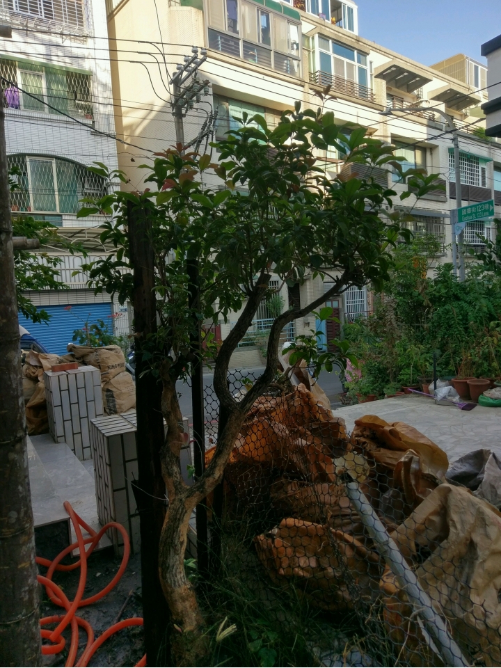 前屋主種的桂花樹想移