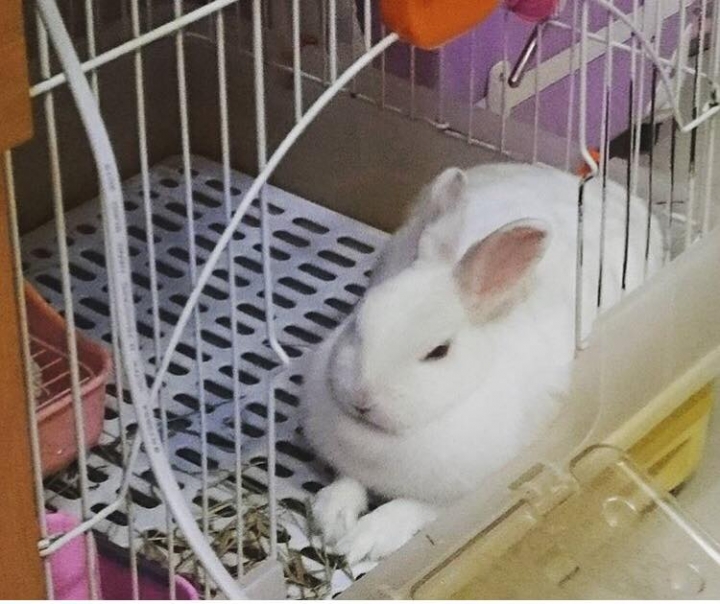 新北板橋可愛白兔送養