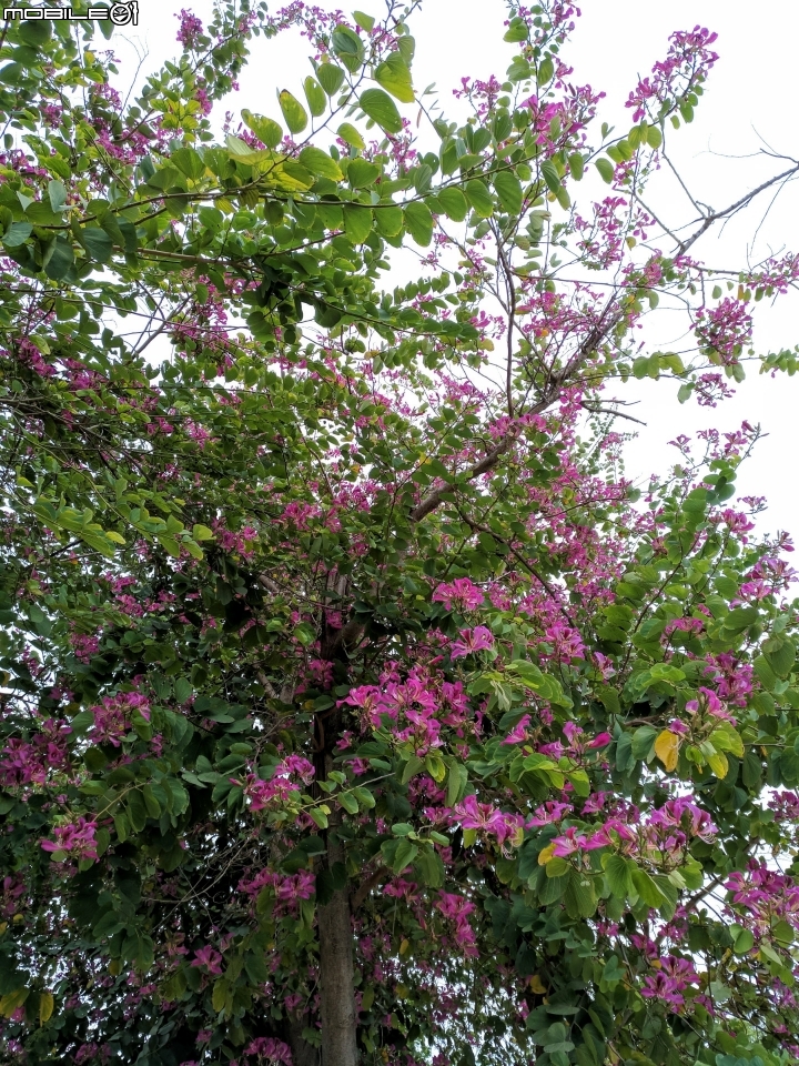艷紫荊 台南市安平區港濱歷史公園 12/16