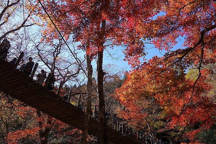 【茨城】茨城北邊著名楓葉溪谷美景