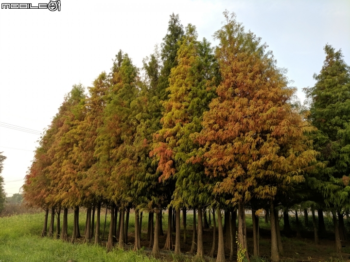落羽松 台南市六甲區菁埔埤 12/24