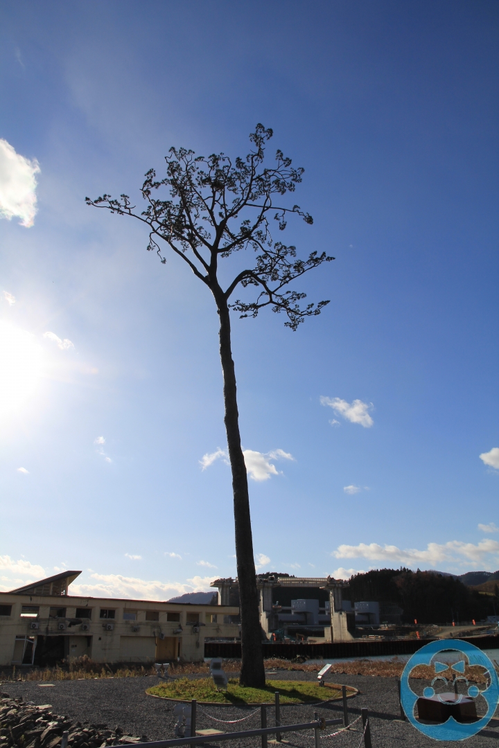 [遊記] 奇跡の一本松＆重建中的南三陸町志津川