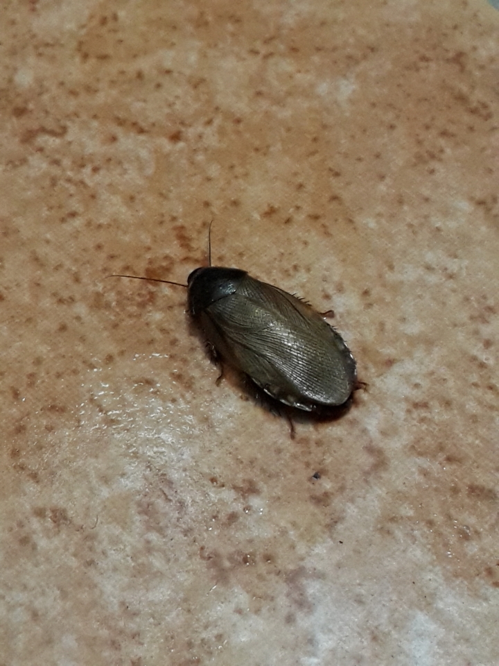 請問這是什麼蟲?很像蟑螂@@