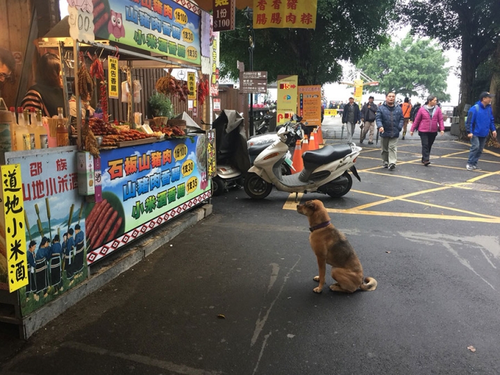 話說，這隻狗的意境該怎麼形容？