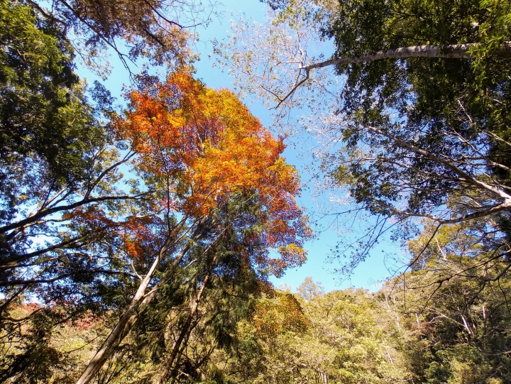 粉嶺族~台中直達大雪山聖誔賞楓團~142k