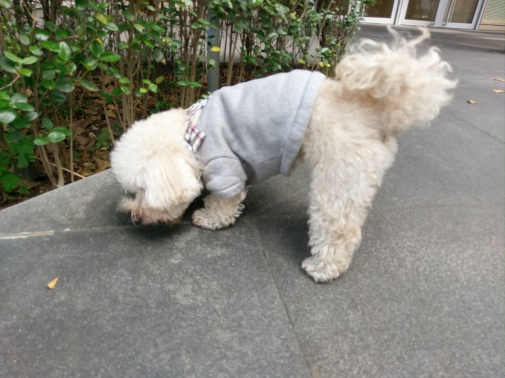 板橋大遠百撿到一隻走失白色馬爾濟斯?比熊犬?(母)