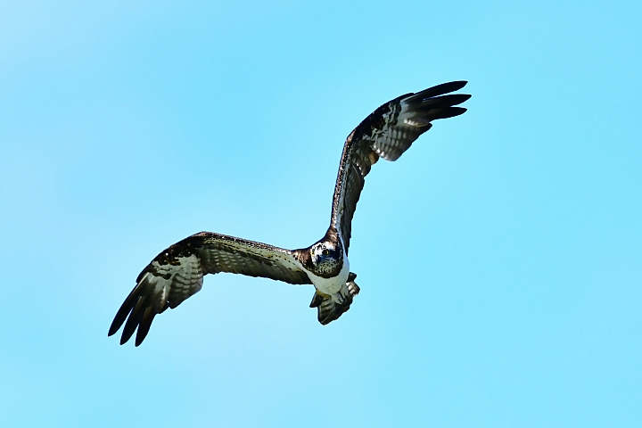 Nikon 600mm F4E手持5公斤拍攝的開箱文(特別北上新店灣潭拍魚鷹)