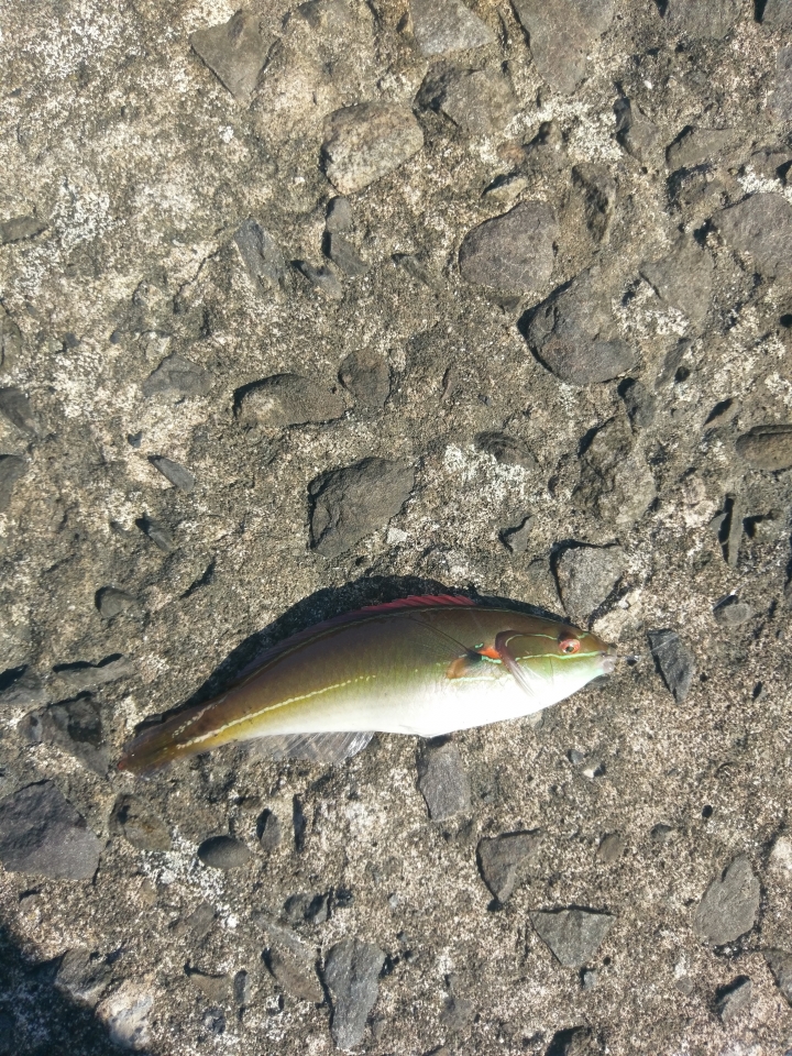 新手請教魚名