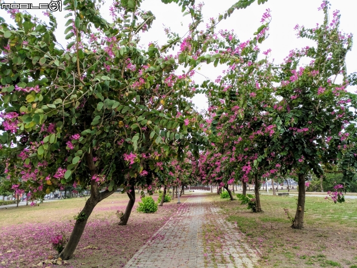 艷紫荊 台南市安平區港濱歷史公園 12/16