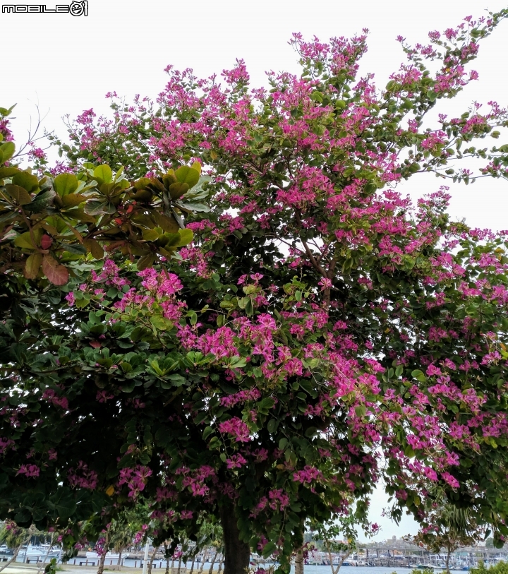 艷紫荊 台南市安平區港濱歷史公園 12/16