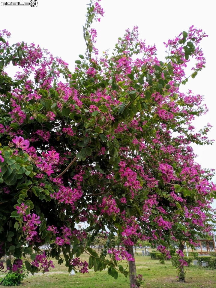 艷紫荊 台南市安平區港濱歷史公園 12/16