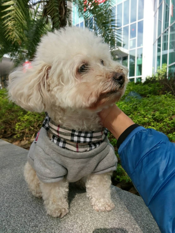 板橋大遠百撿到一隻走失白色馬爾濟斯?比熊犬?(母)