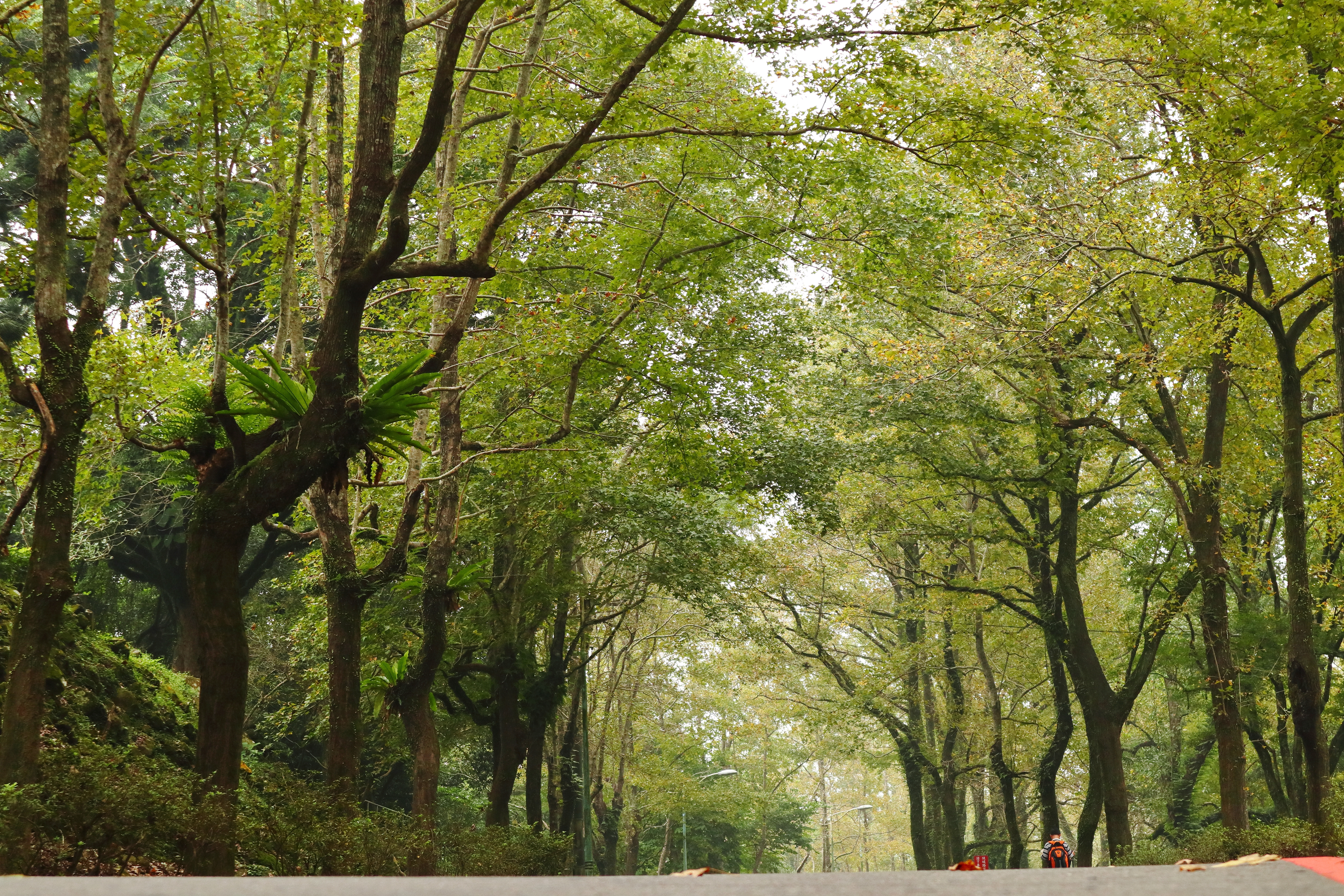(映像分享)輕旅行、輕分享 feat. Canon EOS M100 、 Selphy CP1300 & Gogoro 1 Series
