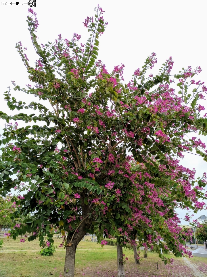 艷紫荊 台南市安平區港濱歷史公園 12/16