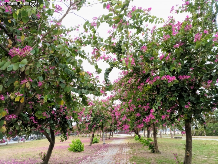 艷紫荊 台南市安平區港濱歷史公園 12/16