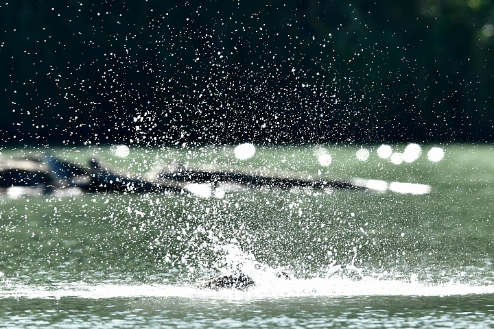 Nikon 600mm F4E手持5公斤拍攝的開箱文(特別北上新店灣潭拍魚鷹)
