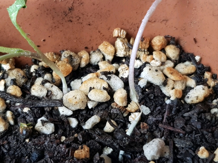 幼苗底部為何斷掉？