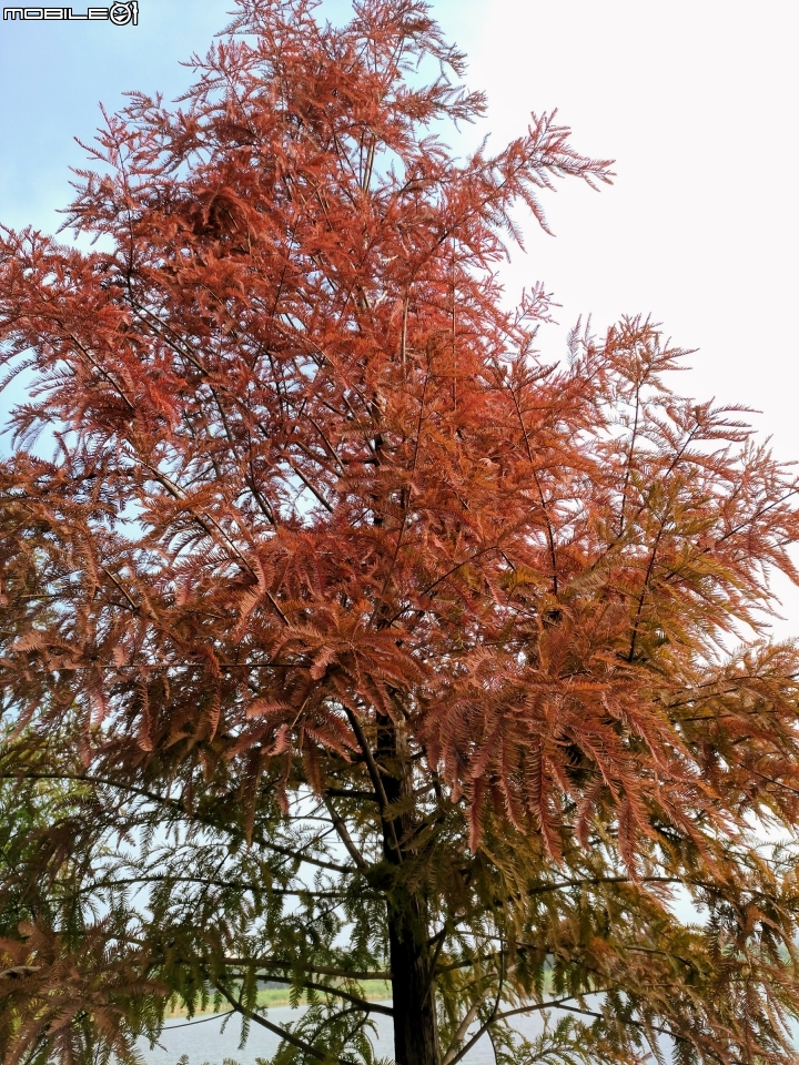 落羽松 台南市六甲區菁埔埤 12/24