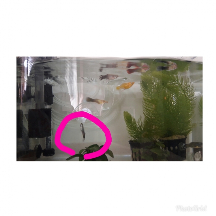 孔雀魚有怪異行為然後就死掉了