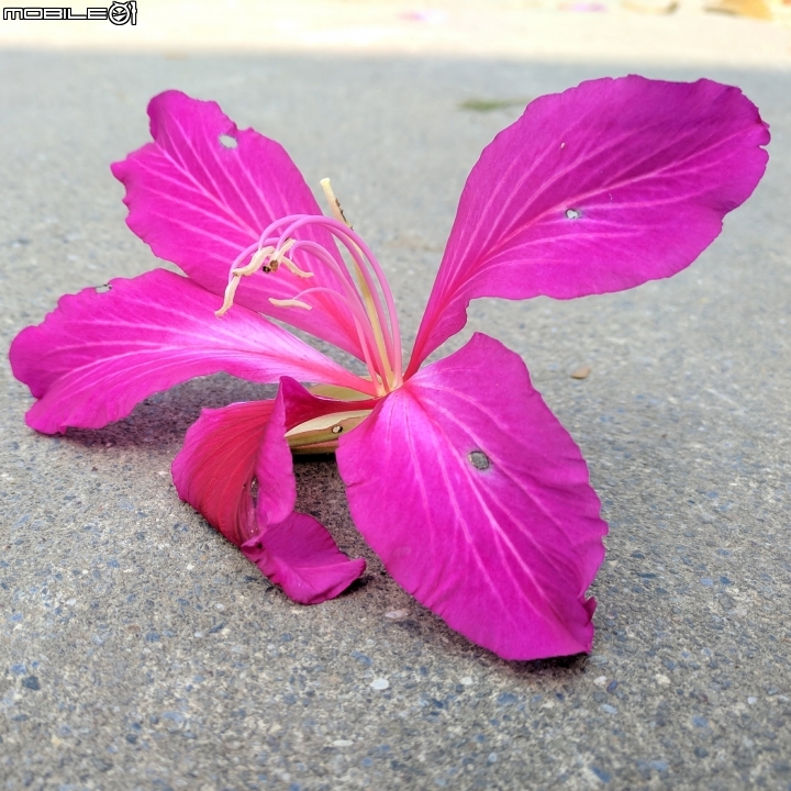 艷紫荊 台南市後壁區墨林里菁寮國小 12/24