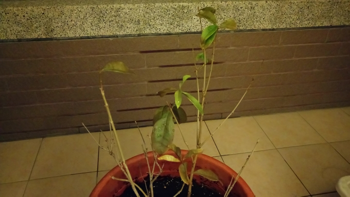 請問我的桂花樹怎麼了呢? 是否還有救?
