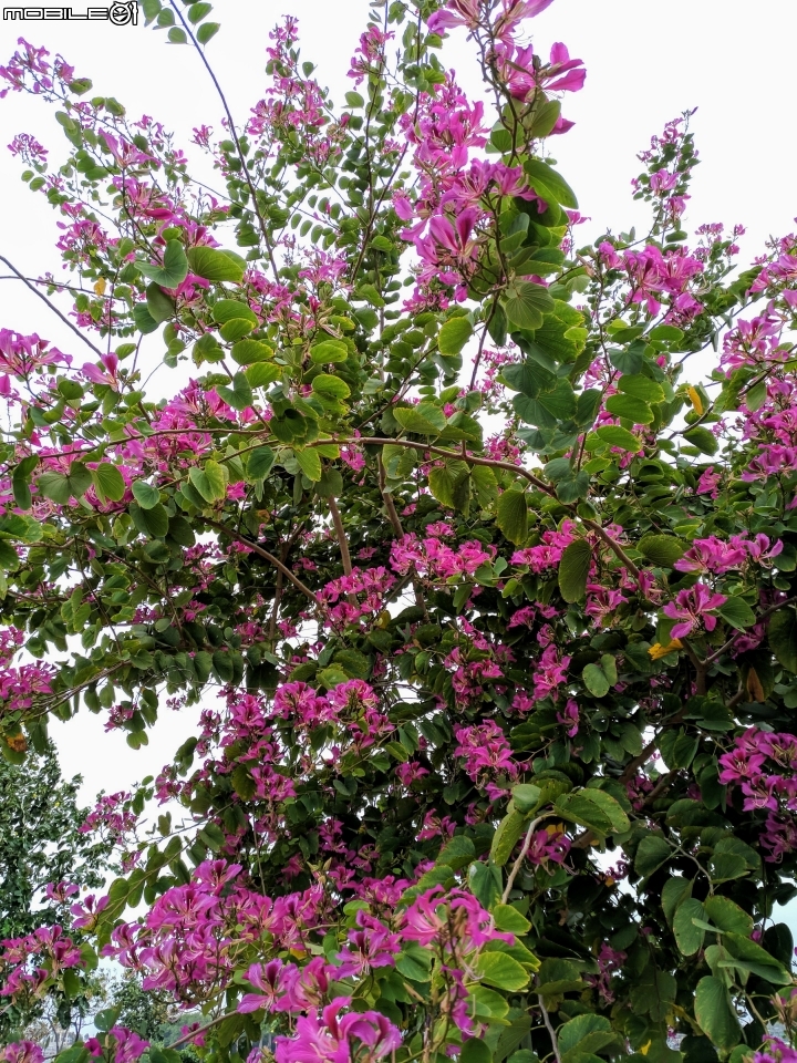 艷紫荊 台南市安平區港濱歷史公園 12/16