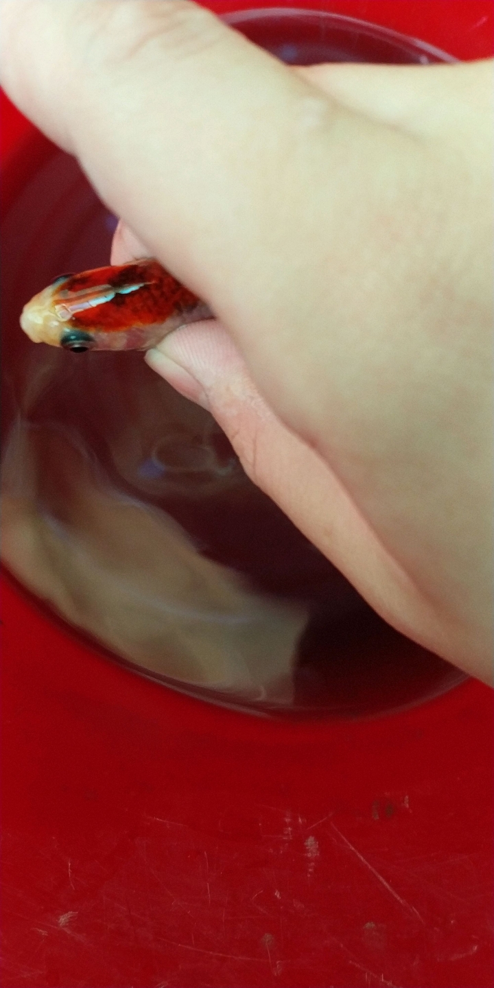 玉如意魚得到黑死病