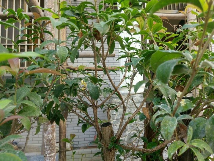 前屋主種的桂花樹想移