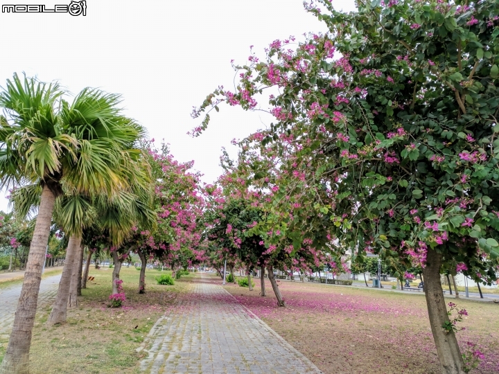 艷紫荊 台南市安平區港濱歷史公園 12/16