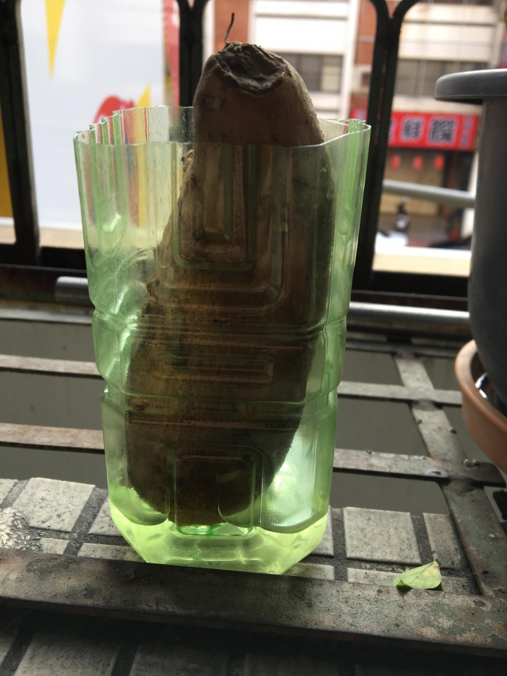 地瓜水耕~~~