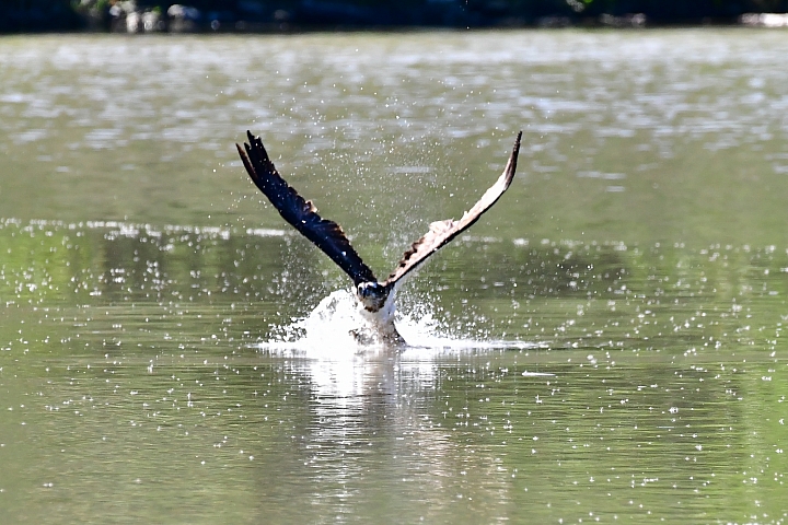 Nikon 600mm F4E手持5公斤拍攝的開箱文(特別北上新店灣潭拍魚鷹)