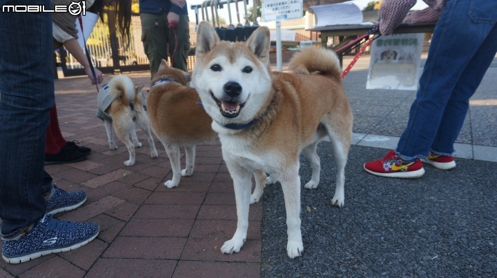 一生中有幾次可以說走就走的海外單車旅遊→富士五湖