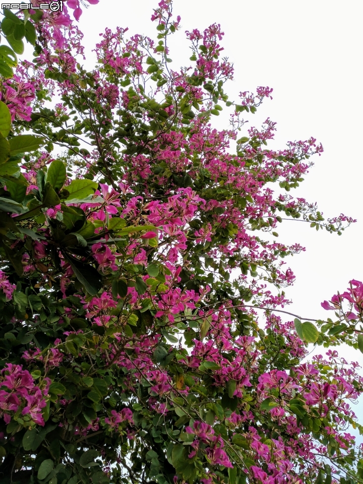 艷紫荊 台南市安平區港濱歷史公園 12/16