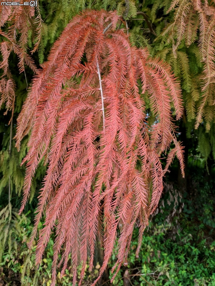 落羽松 台南市六甲區菁埔埤 12/24