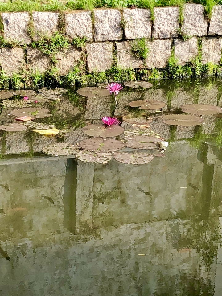 12/29忘憂清水一把青 屎在滾