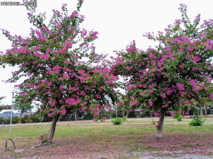 艷紫荊 台南市安平區港濱歷史公園 12/16