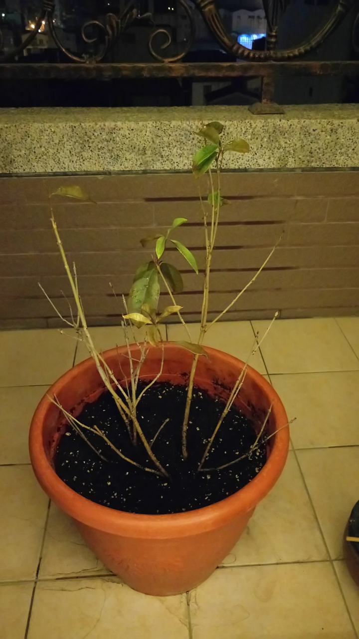 請問我的桂花樹怎麼了呢? 是否還有救?