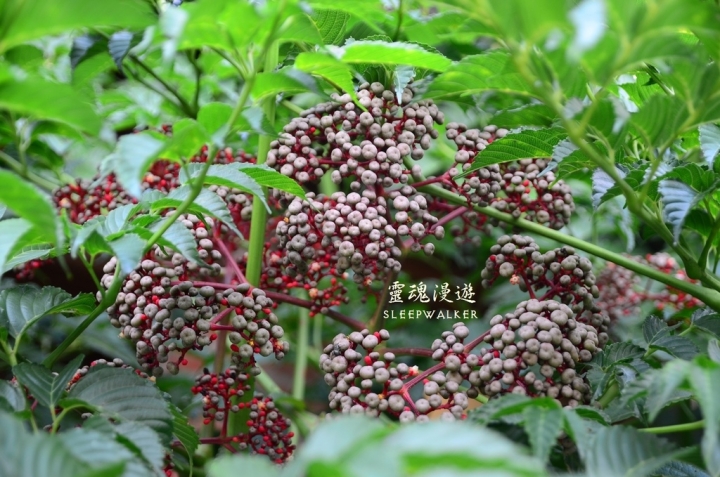［南投埔里。景點］桃米生態村－坐落在清幽聚落的日本紙教堂｜搭公車遊南投Day2