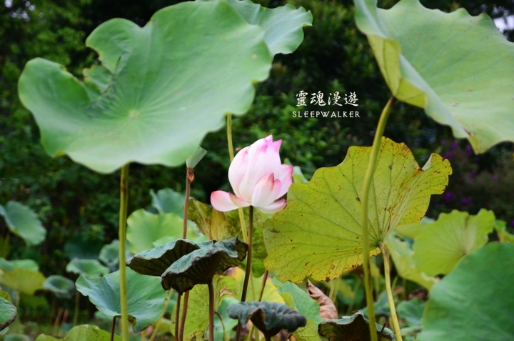 ［南投埔里。景點］桃米生態村－坐落在清幽聚落的日本紙教堂｜搭公車遊南投Day2