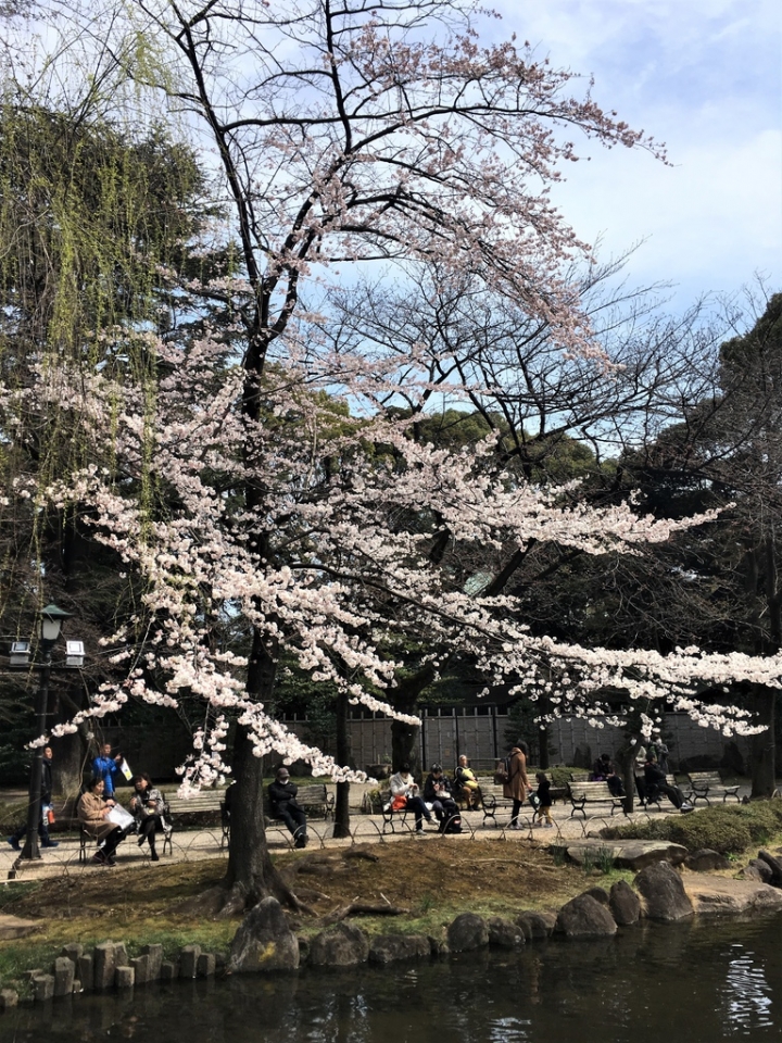 ＜日本＞2017全家人的日本行DAY8~靖國神社賞櫻