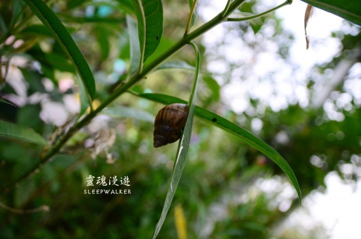 ［南投埔里。景點］桃米生態村－坐落在清幽聚落的日本紙教堂｜搭公車遊南投Day2