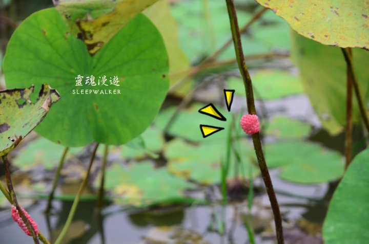 ［南投埔里。景點］桃米生態村－坐落在清幽聚落的日本紙教堂｜搭公車遊南投Day2