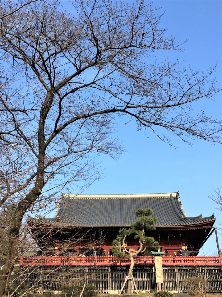 ＜日本＞2017全家人的日本行DAY8~靖國神社賞櫻