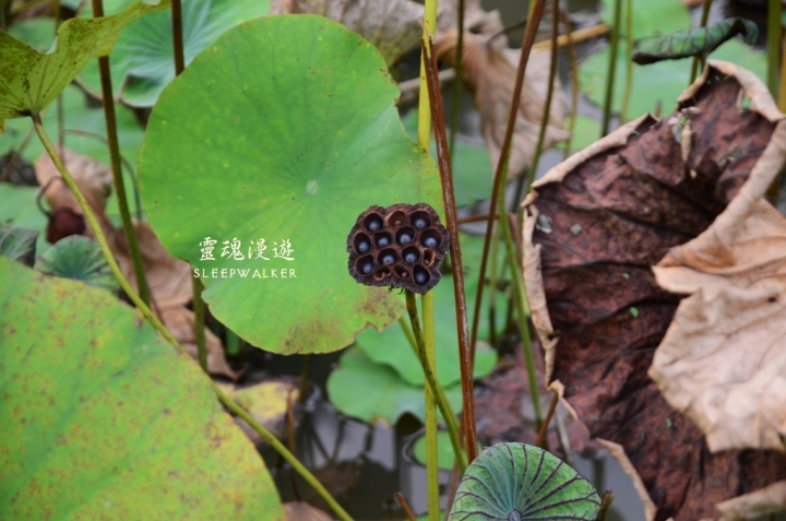 ［南投埔里。景點］桃米生態村－坐落在清幽聚落的日本紙教堂｜搭公車遊南投Day2