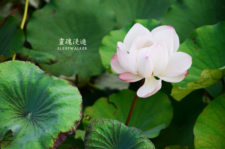 ［南投埔里。景點］桃米生態村－坐落在清幽聚落的日本紙教堂｜搭公車遊南投Day2