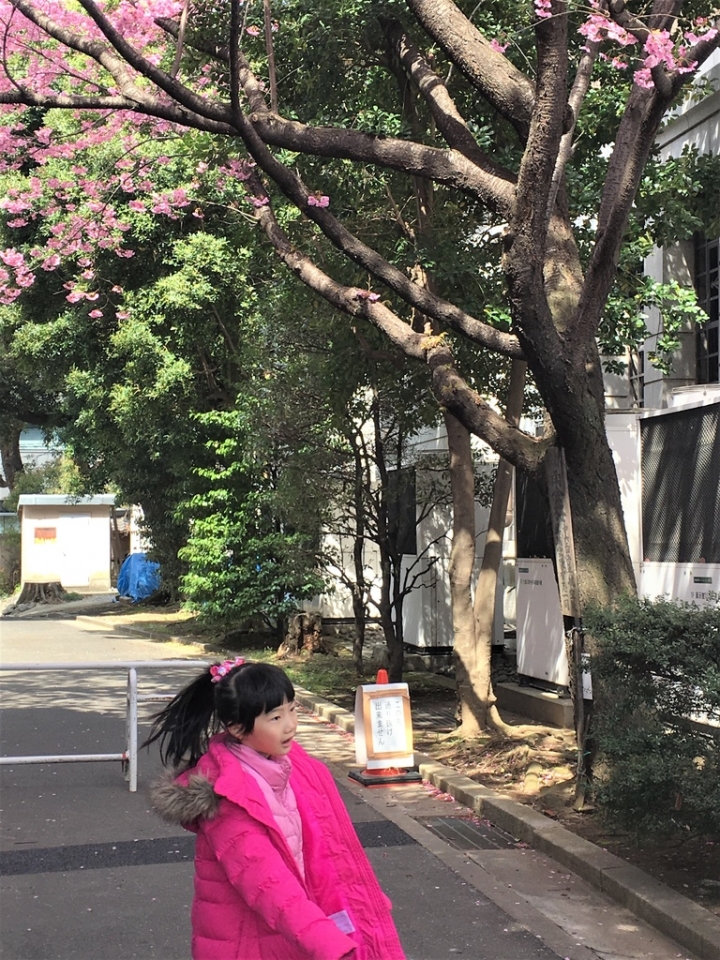 ＜日本＞2017全家人的日本行DAY8~靖國神社賞櫻